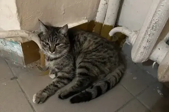 Найдена кошка: Загира Исмагилова, 6