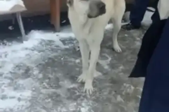 Собака-алабай найдена в ЖК Дедовск