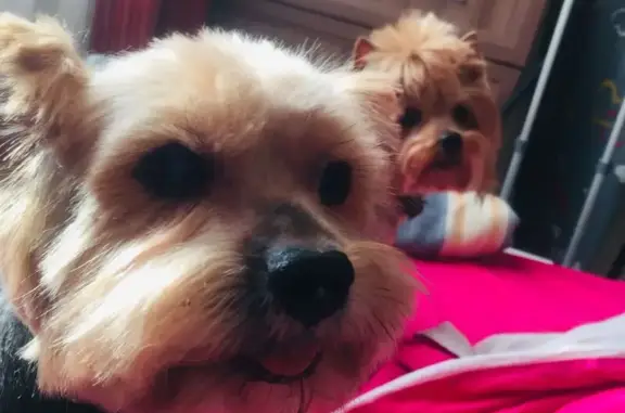 Собаки потеряшки, Санкт-Петербург, фото: Потеряшка Мальчик, Будапештская ул.