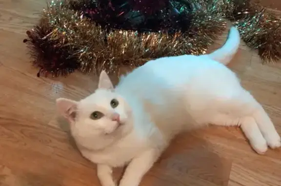 Белый котик потерялся в Нагаево