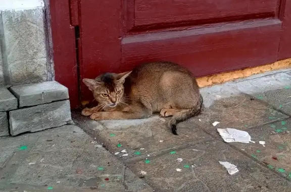 Найдена кошка у храма, Раздольная 76