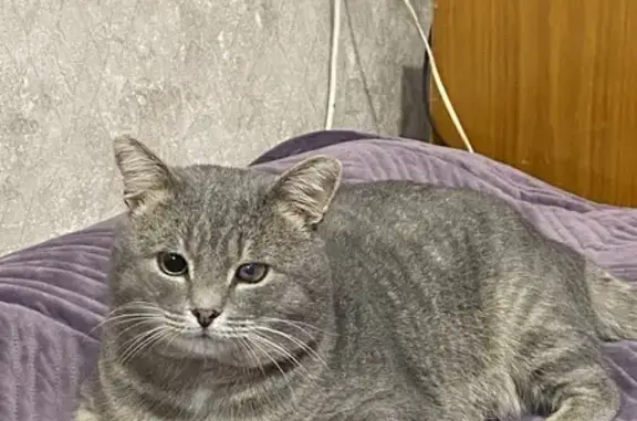 Найден кот: ул. Чуйкова, 37, Казань