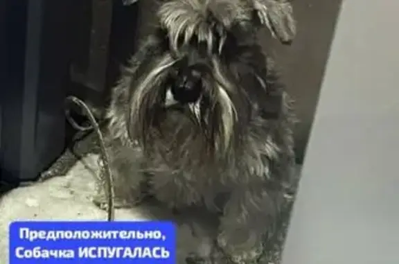 Пропала собака на Льва Толстого, 42
