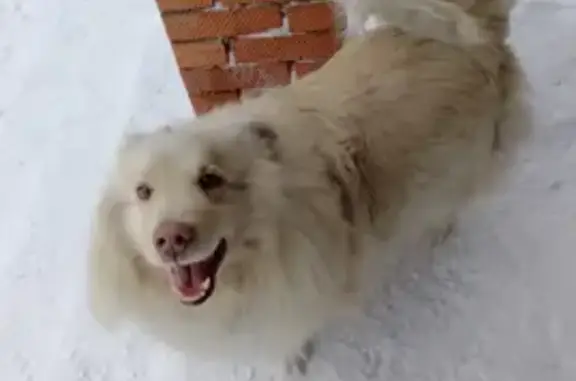 Найдена собака в Кемерово