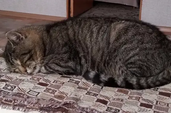 Пропала кошка: Дорожная, 18А, Нея