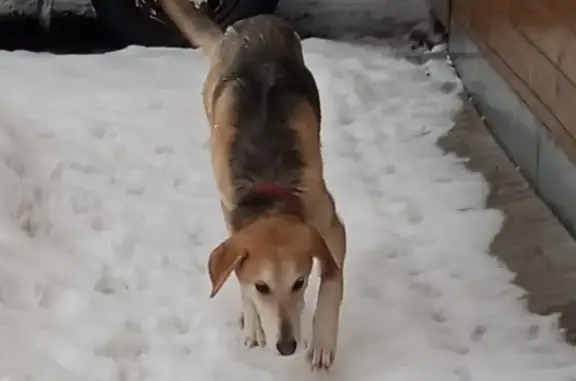 Найдена собака, Медновское, +79520660046