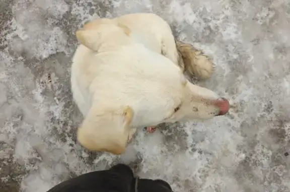 Найдена собака, Буровая ул., Саратов
