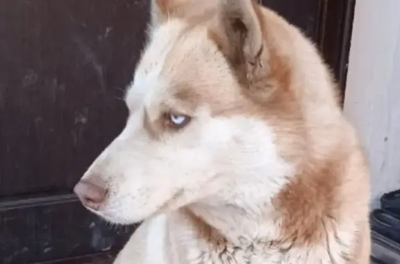 Пропала собака в Батайске, Краснодарская ул.