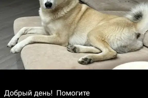 Пропала собака: Горный воздух, Южно-Сахалинск