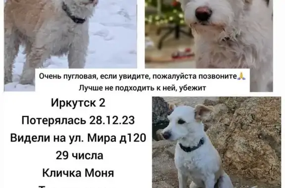Пропала собака: Сибирских Партизан, 20