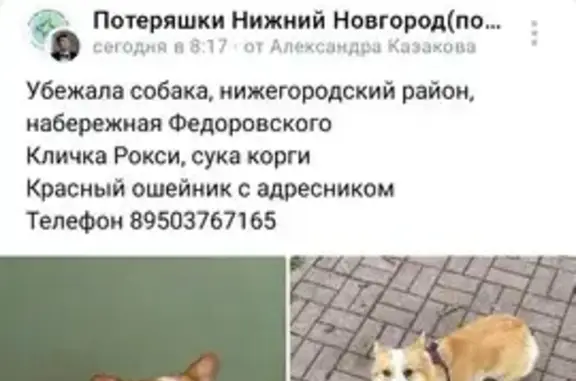 Пропала собака на Заломова, 7, Н.Новгород