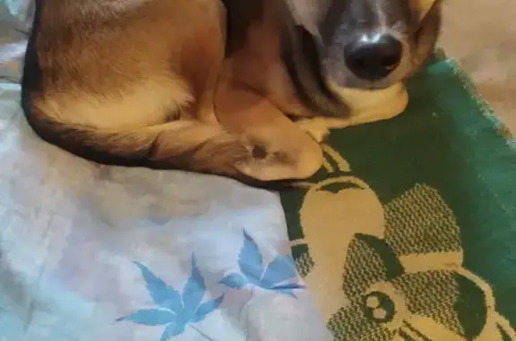 Собаки потеряшки, Волгоград, фото: Потеряшка Кузя, Волгоград, двортерьер