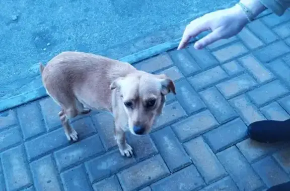 Найдена собака на Камышовом 3
