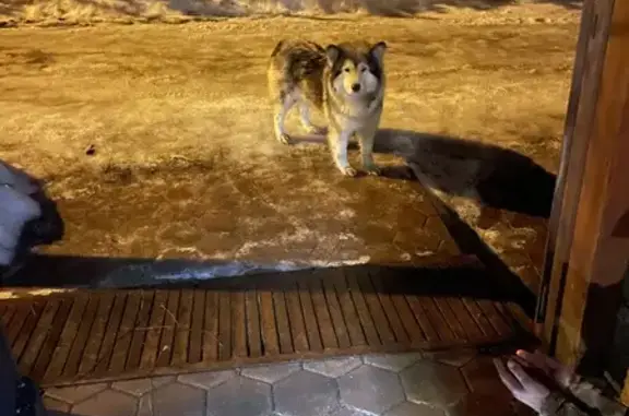Найдена собака: СНТ Грушенька, 45 МО