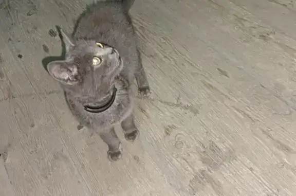 Найден котик, Компроспект 59, Горно-Алтайск