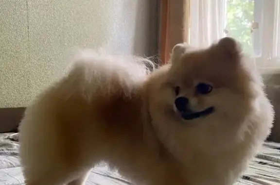 Собаки потеряшки, Санкт-Петербург, фото: Потерян песик СПб, Богатырский пр.