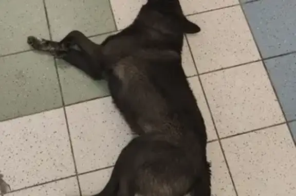 Найдена собака у ТЦ Петровский, Москва