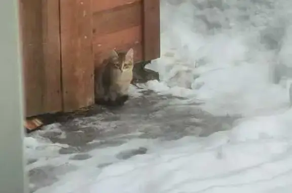 Найден котенок в Давыдово, 3-4 мес