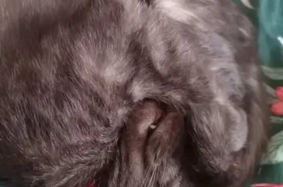 Пропал серый кот: Декабристов, 37