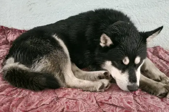 Найдена собака на Комсомольской, Узловая