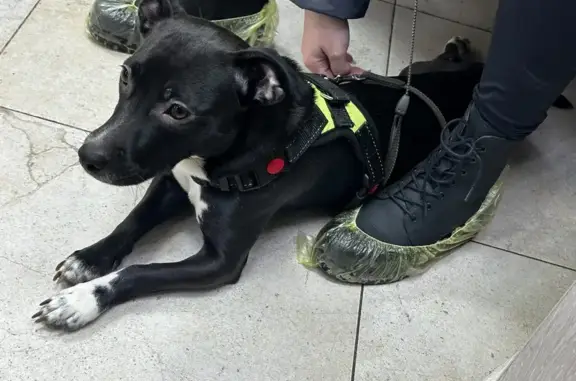 Найдена собака, Санкт-Петербург, фото: Найдена собака на ул. Кржижановского