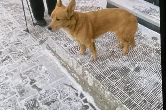 Найдена собака: Хабаровск, Лермонтова 52