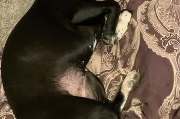 Собаки потеряшки, Санкт-Петербург, фото: Потеряшка собака: Чудновского, 8 к1, СПб