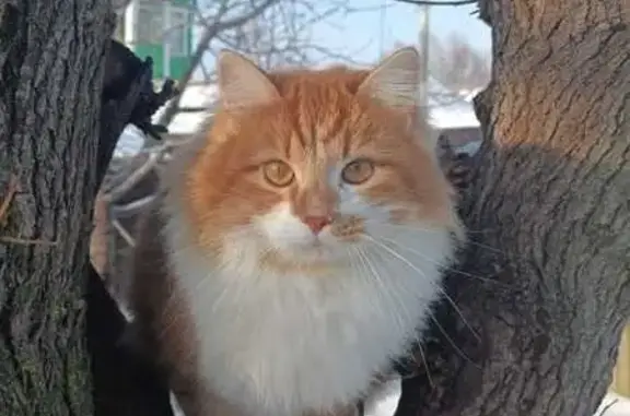 Пропал рыжий кот, ул. Алексеевского, 71