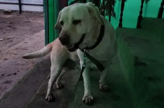 Найдена собака: Новосельская, 52