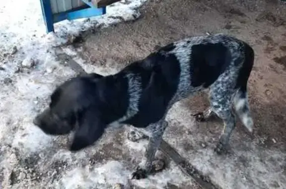 Найдена собака в Кузнецово, Ясная ул.