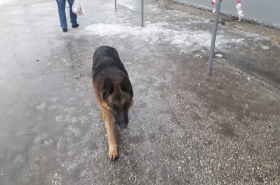Найдена собака у Пури, Аэропортовское, 59