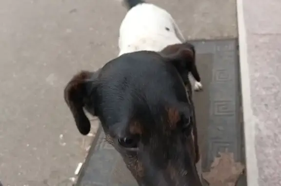 Найдена собака: Нефтяников, 42, Краснодар