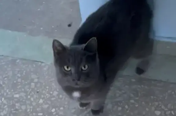 Кошка найдена: Комсомольская, 31, Энгельс
