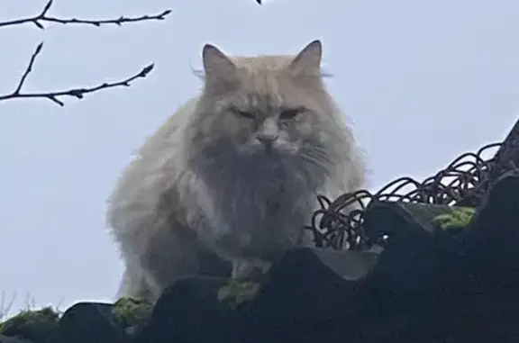Найдена кошка, Белорусская 106