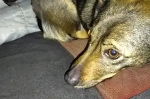 Найдена собака у Ленты, Тобольский тракт