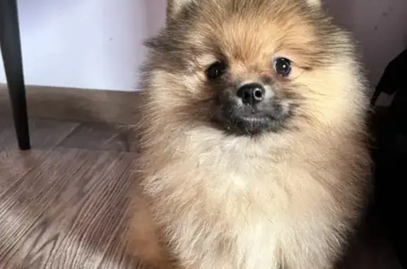 Собаки потеряшки, , фото: Потеряшка собака: ул. Котовского, 25