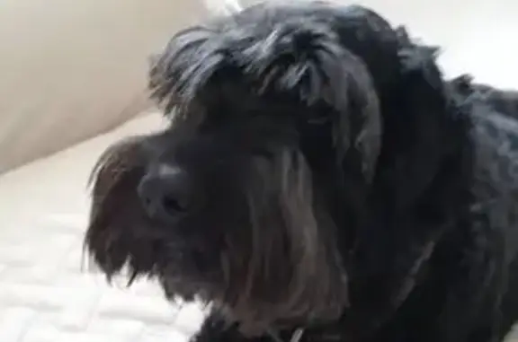 Пропала собака в Ангарске, 21