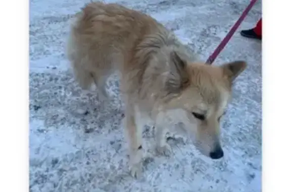 Пропала собака, Уинская 5, Пермь