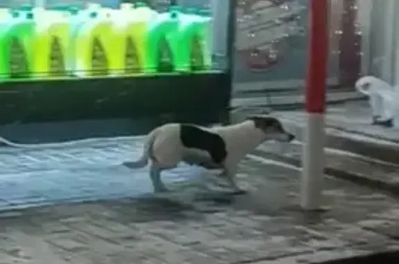Найдена собака на АЗС М4, 64км от Москвы