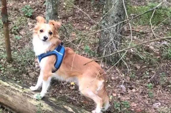 Потерянные животные Санкт-Петербург, фото: Пропала собака: Художников, 27 к1