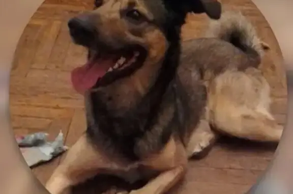 Собаки потеряшки, Санкт-Петербург, фото: Потеряшка собака: Ленинский пр., СПб