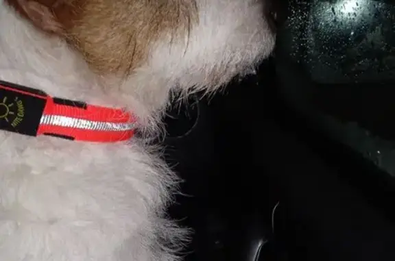 Найдена собака, Нижний Новгород, фото: Найдена собака: ул. Героя Ю. Смирнова, 18А