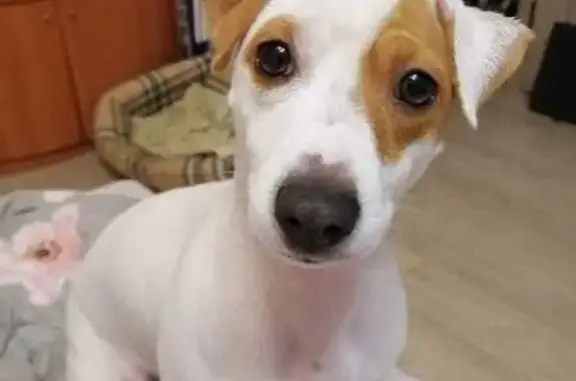 Собаки потеряшки, , фото: Потеряшка собака: Пограничная, 13