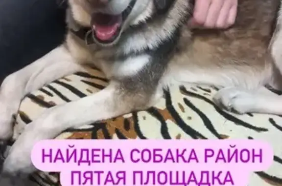 Найдена собака на Вологодской, 22