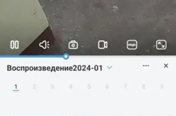 Найдена собака, Санкт-Петербург, фото: Найдена собака: Б. Подьяческая, 14