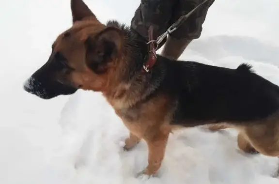 Найдена собака: Ленина, 150Ж, Кострома