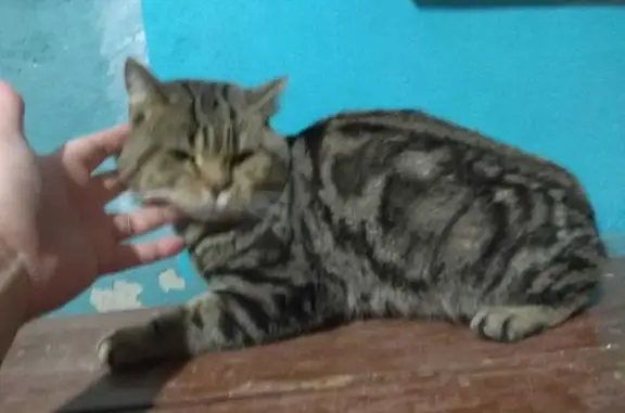 Найден кот, ул. П. Лумумбы, Чебоксары