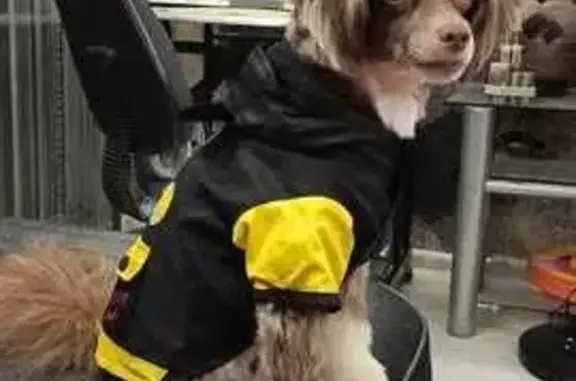 Собаки потеряшки, Санкт-Петербург, фото: Потеряшка Кевин, ул. Брянцева, СПб