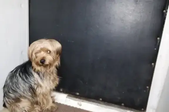 Найдена собака у кафе Тодос, Пенза