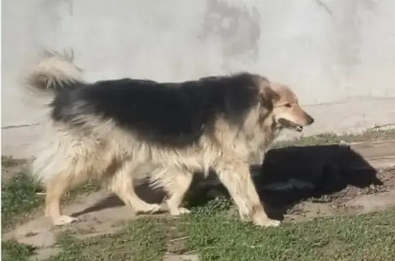 Собаки потеряшки, Волгоград, фото: Потеряшка собака Шая, ул. Быковская, Волгоград